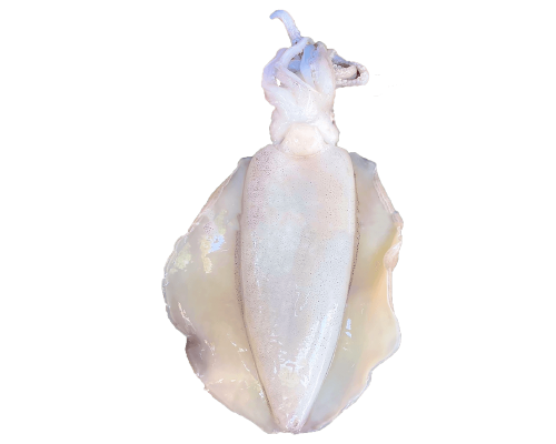 Mực lá (300-500g/con)