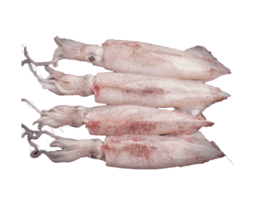 Mực ống tươi(size 7-10 con/kg) – bí quyết tạo nên món ăn ngon