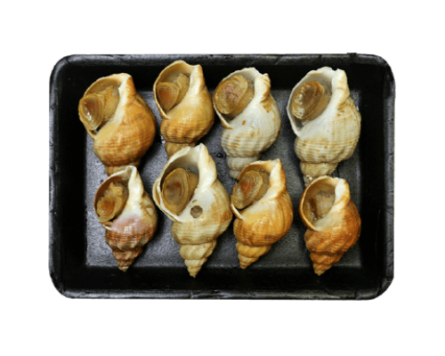 Ốc Bulot 15-30 con/kg