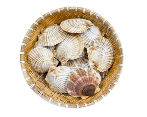 Sò điệp Nhật 6-8cm A