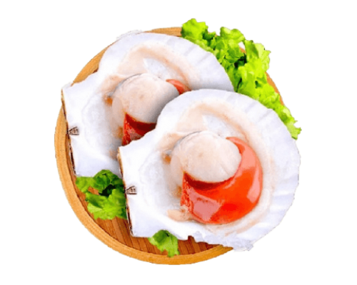 Sò điệp Nhật nửa mảnh A