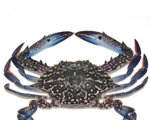 Ghẹ sống 5-7 con/kg – Món ngon bổ dưỡng cho ngày cuối tuần thú vị